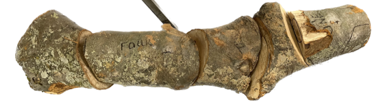 A close-up of a statue

Description automatically generated with low confidence